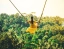 BALI_SWING