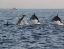 LOVINA_DOLPHIN_WATCHING_AND_SNORKELING