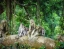 SACRED_MONKEY_FOREST_SANCTUARY