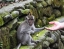 SACRED_MONKEY_FOREST_SANCTUARY