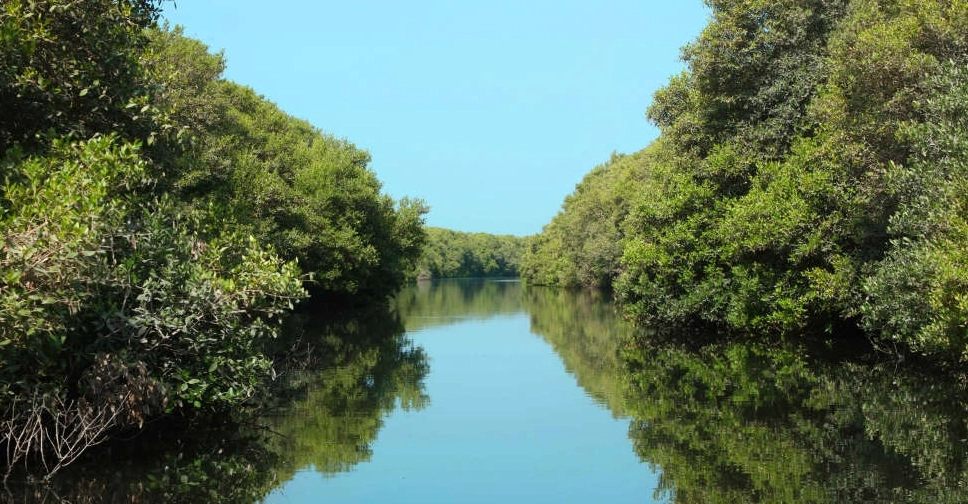 Dubai's Ambitious Coastal Project Planting 100-Million Mangrove Trees