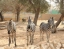 RIYADH_ZOO