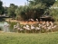 RIYADH_ZOO