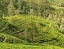 PEDRO_TEA_ESTATE