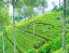 PEDRO_TEA_ESTATE