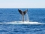 WHALE_AND_DOLPHIN_WATCHING_TRINCOMALEE