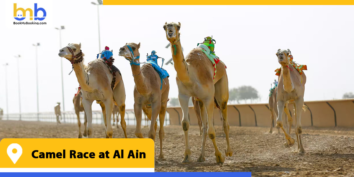 camel race at al ain from bookmybooking