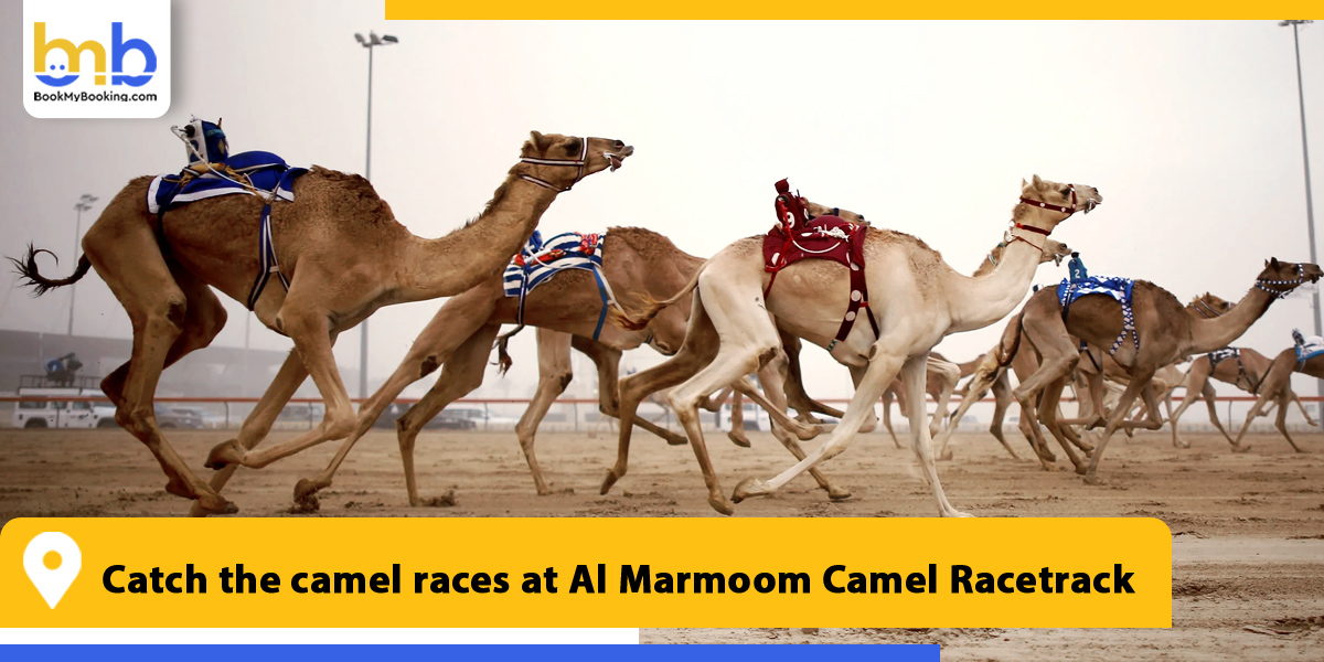 catch the camel races at al marmoom camel racetrack from bookmybooking