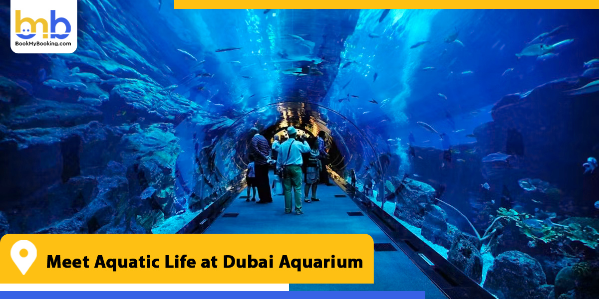 meet aquatic life at dubai aquarium from bookmybooking