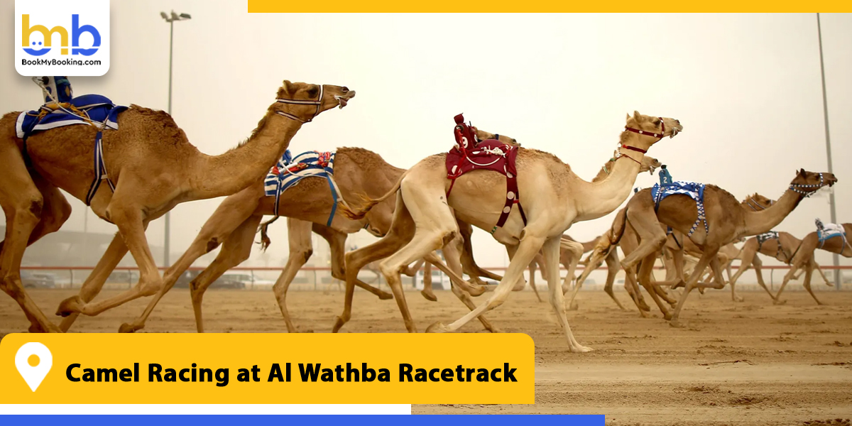 camel racing at al wathba racetrack from bookmybooking