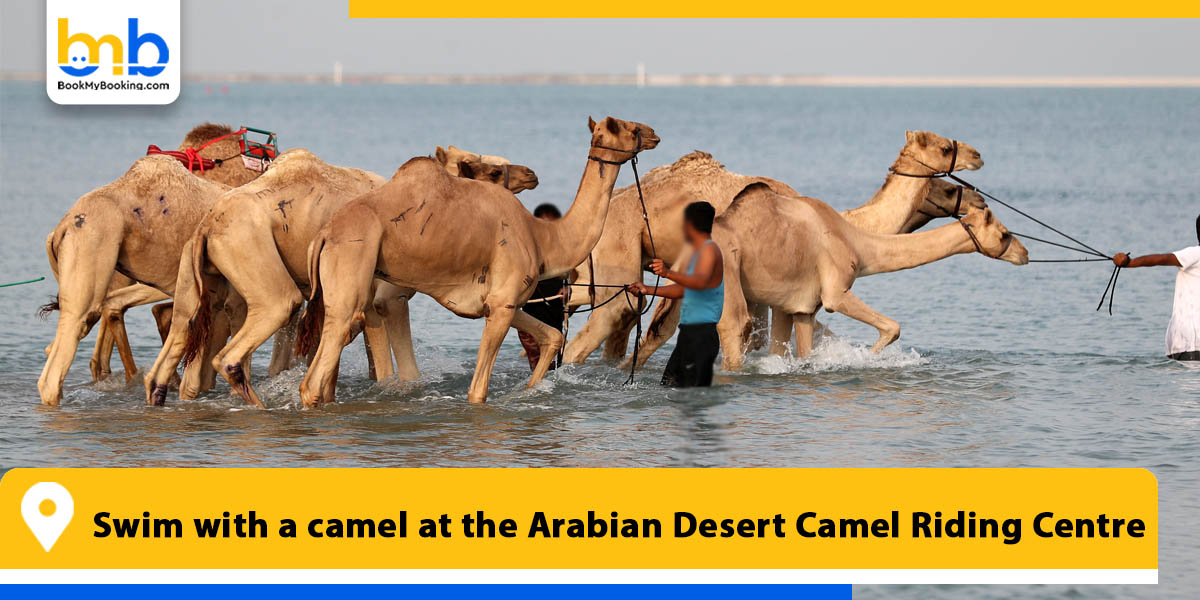 swim with a camel at the arabian desert camel riding centre from bookmybooking