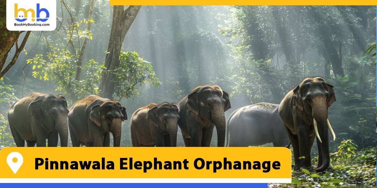 pinnawala elephant orphanage from bookmybooking